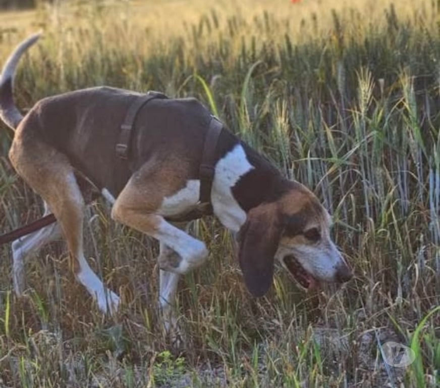 Don animaux Gard Bagnols sur Ceze - 30200 - Photos Vivastreet Chien BANE à l adoption