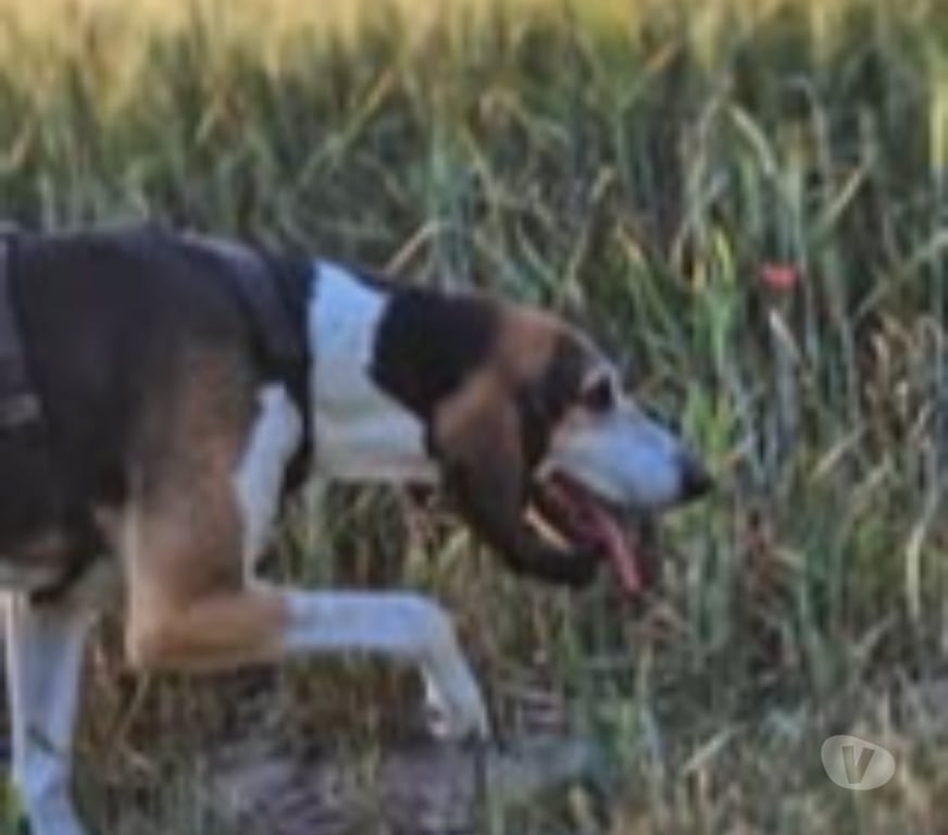 Don animaux Gard Bagnols sur Ceze - 30200 - Photos Vivastreet Chien BANE à l adoption