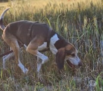 Chien BANE à l adoption