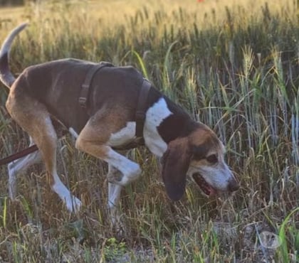 Don animaux Bagnols sur Ceze Gard - Photos Vivastreet Chien BANE à l adoption