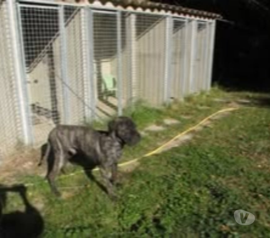 Don animaux Drôme Rochegude - 26790 - Photos Vivastreet Chien SHERKAN à l adoption