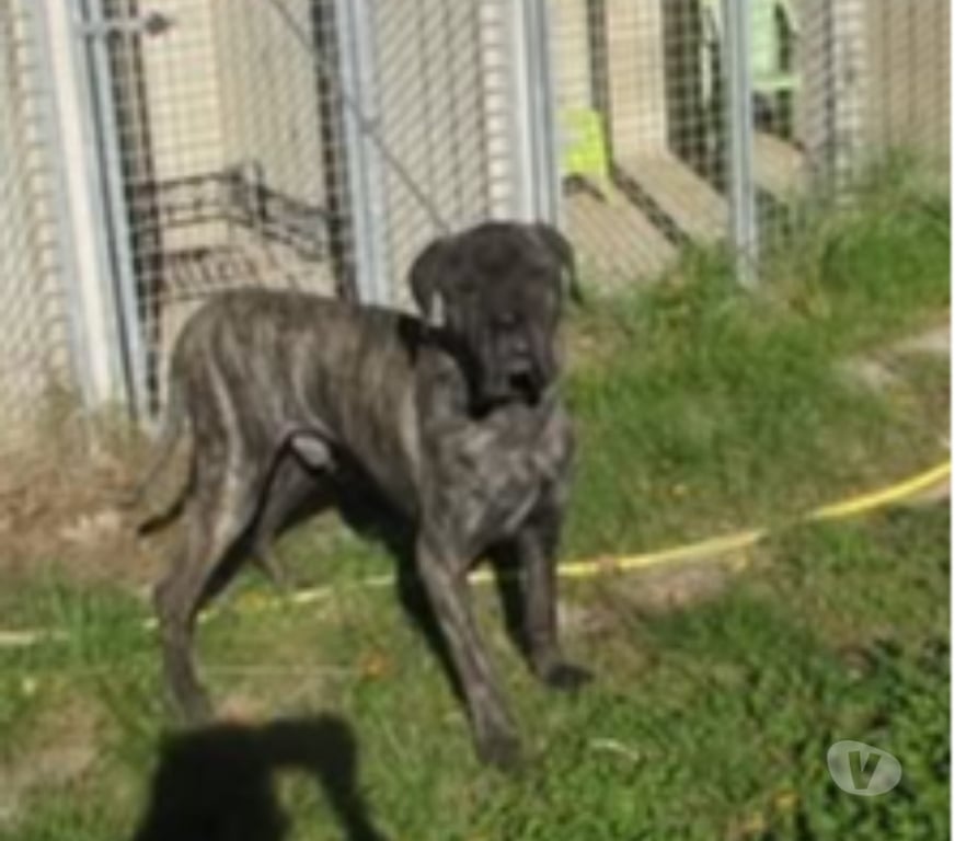 Don animaux Drôme Rochegude - 26790 - Photos Vivastreet Chien SHERKAN à l adoption