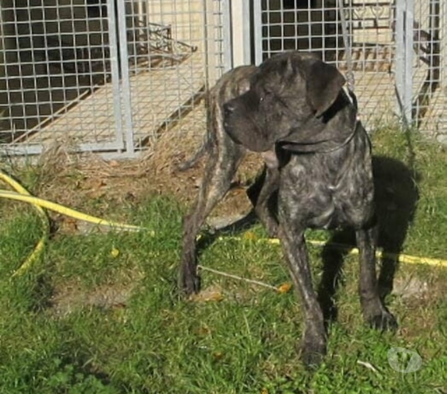 Don animaux Drôme Rochegude - 26790 - Photos Vivastreet Chien SHERKAN à l adoption