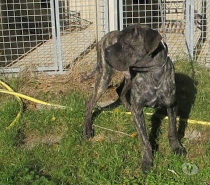 Don animaux Rochegude Drôme - Photos Vivastreet Chien SHERKAN à l adoption
