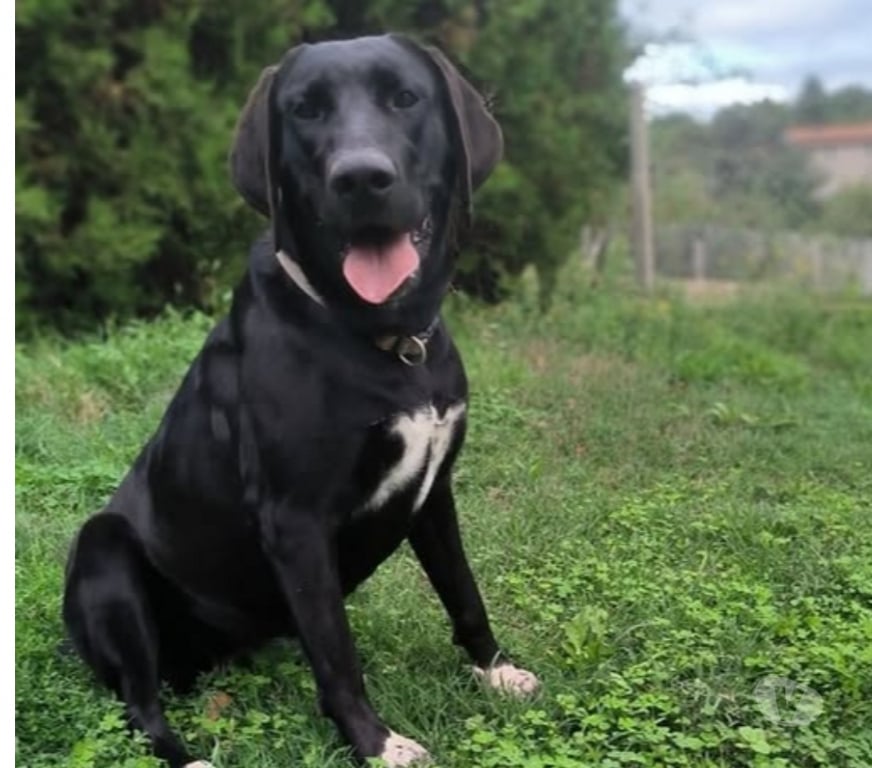 Don animaux Ardèche Boulieu les Annonay - 07100 - Photos Vivastreet Chien OLLIE à l adoption