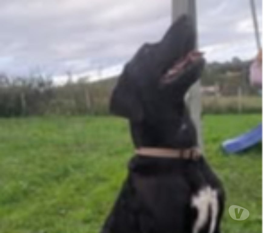 Don animaux Ardèche Boulieu les Annonay - 07100 - Photos Vivastreet Chien OLLIE à l adoption