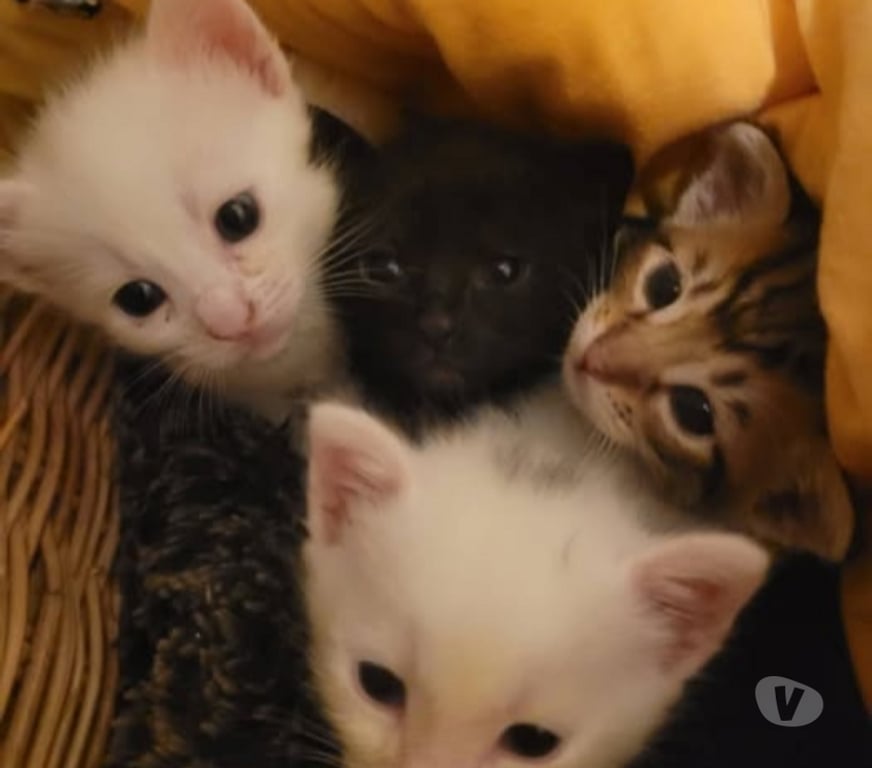 Don animaux Drôme St Donat sur l'Herbasse - 26260 - Photos Vivastreet Chat ABYSSE à l adoption