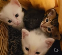 Chat ABYSSE à l adoption