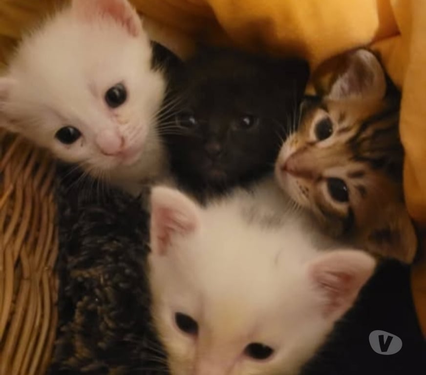 Don animaux Drôme St Donat sur l'Herbasse - 26260 - Photos Vivastreet Chat ALTO à l adoption