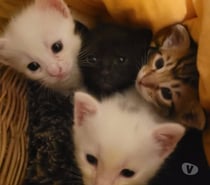 Chat ATCHOUM à l adoption