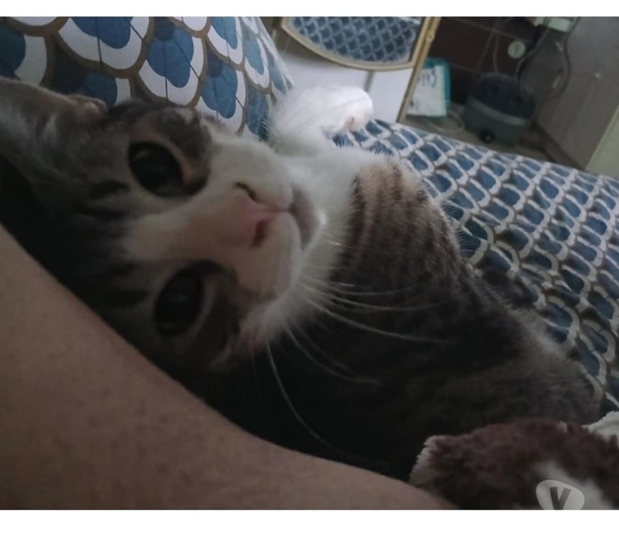 Vente Gironde Blaye - 33390 - Photos Vivastreet GRAND CHATON MALE 5 MOIS ET DEMI TIGRE ET BLANC ADORABLE