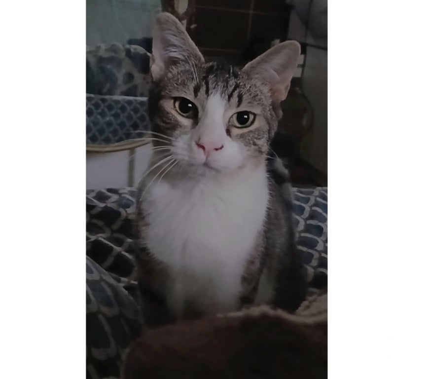 Vente Gironde Blaye - 33390 - Photos Vivastreet GRAND CHATON MALE 5 MOIS ET DEMI TIGRE ET BLANC ADORABLE