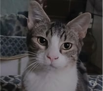 GRAND CHATON MALE 5 MOIS ET DEMI TIGRE ET BLANC ADORABLE