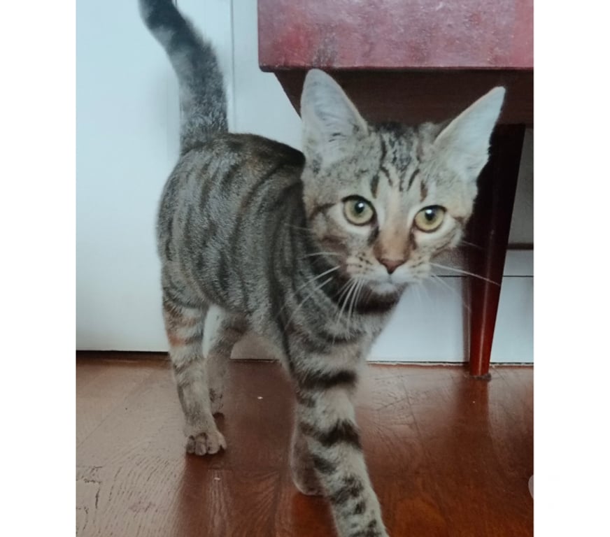 Don animaux Rhône Lyon - Photos Vivastreet APPLE, chatonne câline