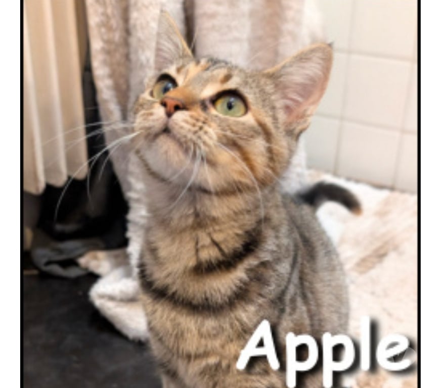 Don animaux Rhône Lyon - Photos Vivastreet APPLE, chatonne câline