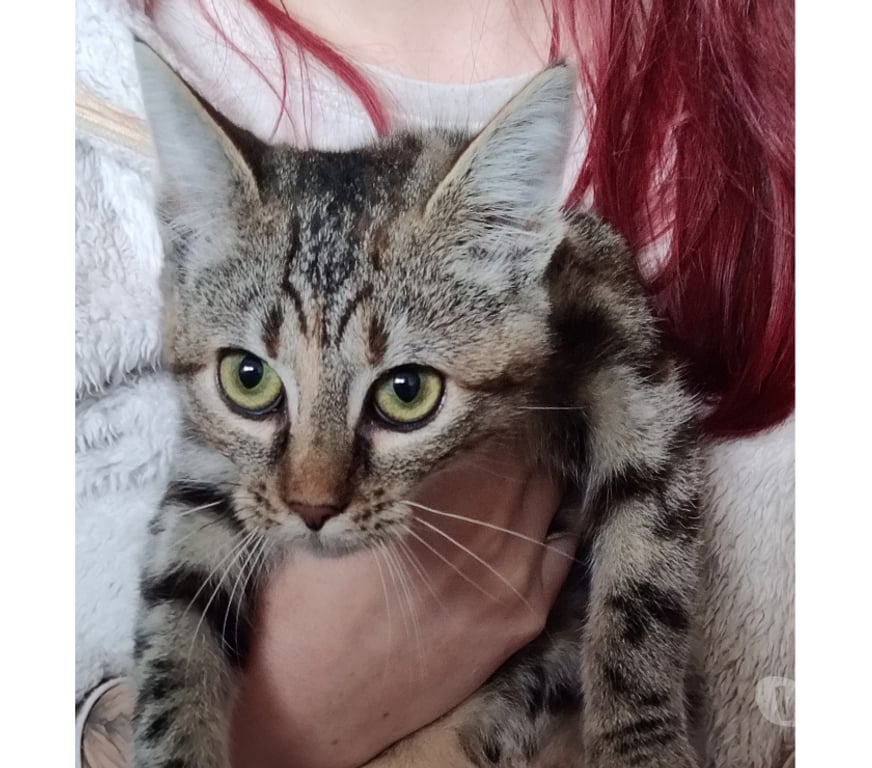 Don animaux Rhône Lyon - Photos Vivastreet APPLE, chatonne câline