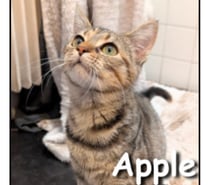 APPLE, chatonne câline