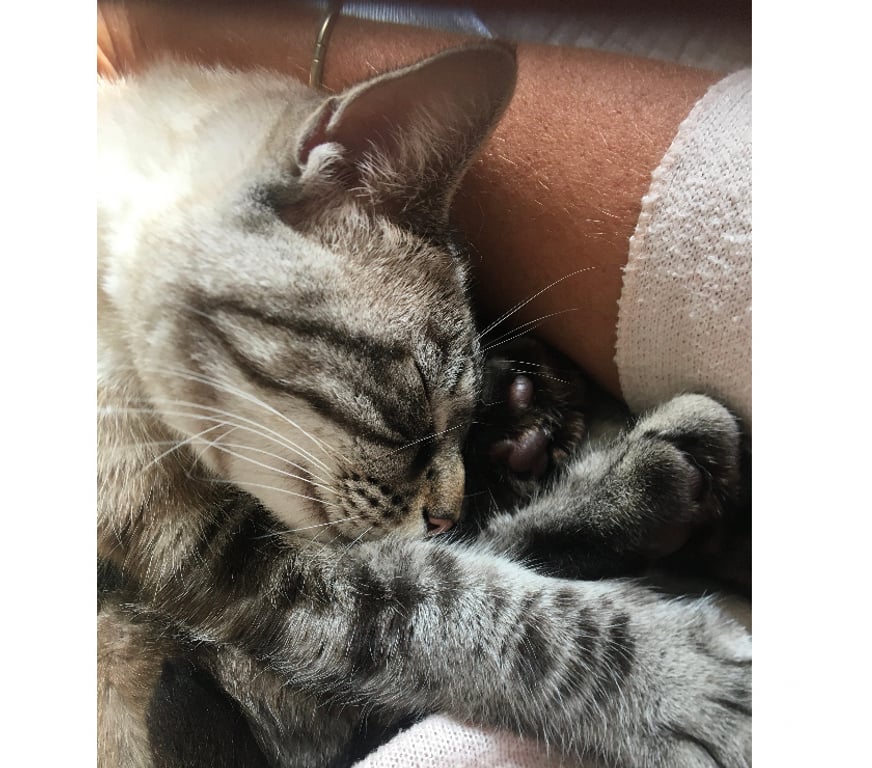 Don animaux Rhône Lyon - Photos Vivastreet ROUMY, minette attachante et câline