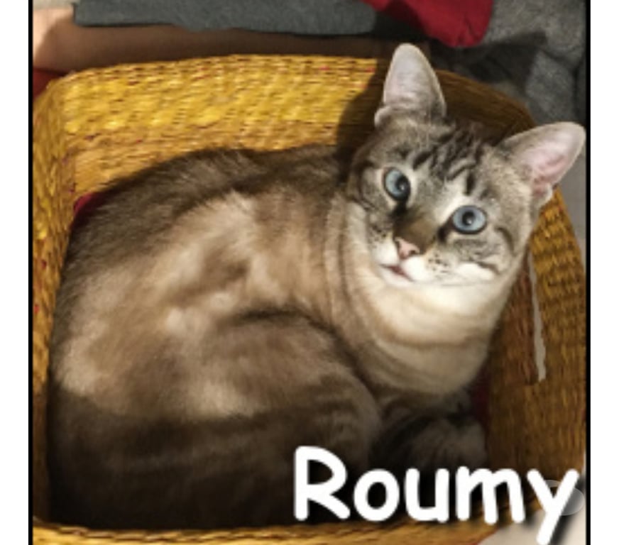 Don animaux Rhône Lyon - Photos Vivastreet ROUMY, minette attachante et câline