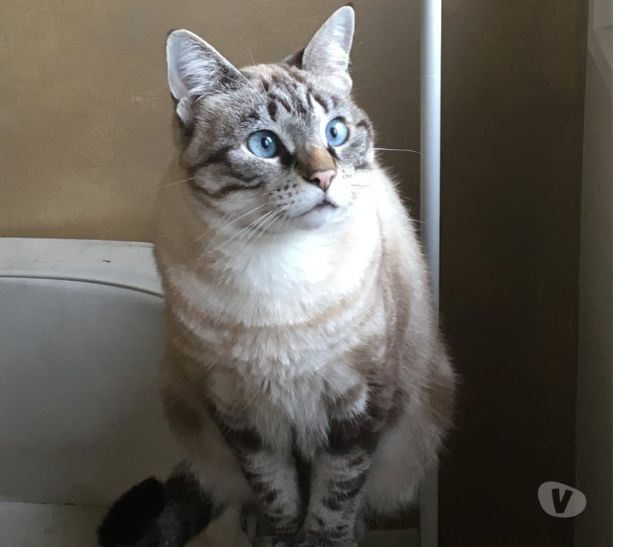 Don animaux Rhône Lyon - Photos Vivastreet ROUMY, minette attachante et câline