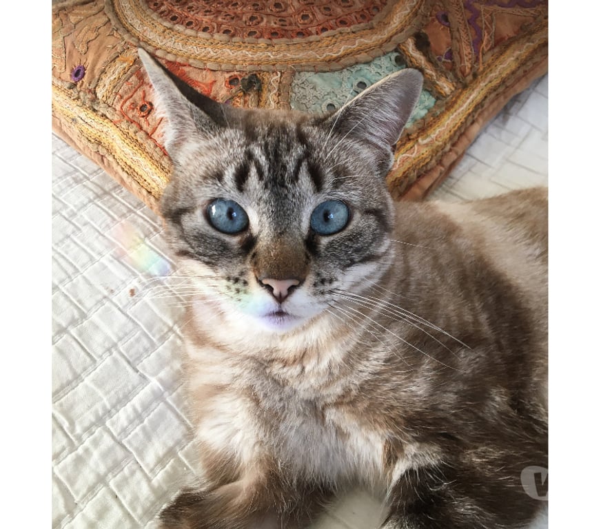 Don animaux Rhône Lyon - Photos Vivastreet ROUMY, minette attachante et câline