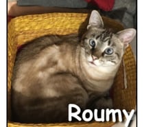 ROUMY, minette attachante et câline