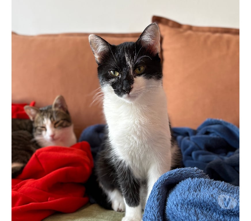 Don animaux Rhône Lyon - Photos Vivastreet ANATOLE, chaton gentil et gourmand