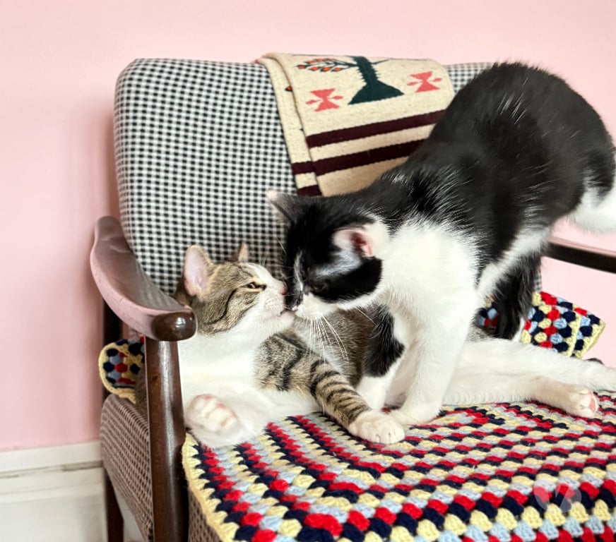 Don animaux Rhône Lyon - Photos Vivastreet ANATOLE, chaton gentil et gourmand