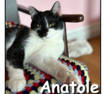 ANATOLE, chaton gentil et gourmand