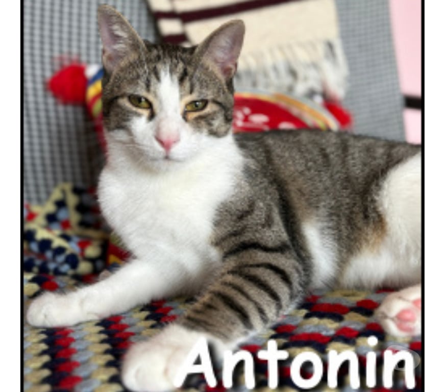 Don animaux Rhône Lyon - Photos Vivastreet ANTONIN, chaton gentil et joueur