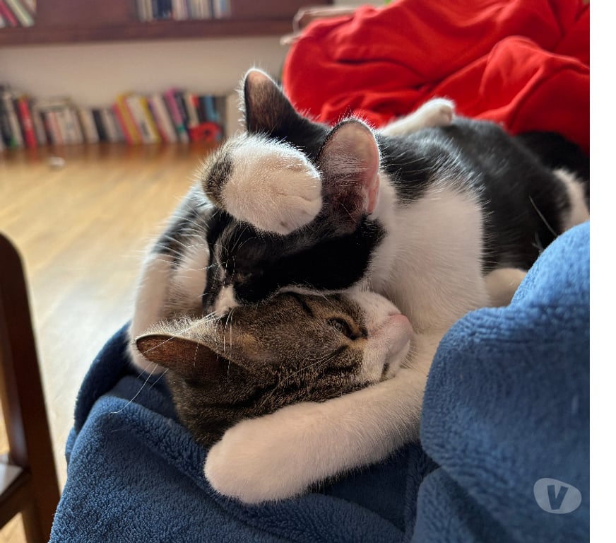 Don animaux Rhône Lyon - Photos Vivastreet ANTONIN, chaton gentil et joueur
