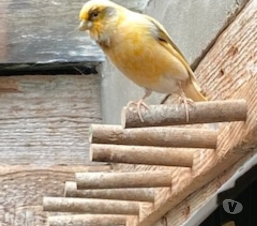 Vente Seine-Saint-Denis Noisy le Grand - 93160 - Photos Vivastreet CANARI MALE TRES BON CHANTEUR