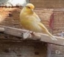 CANARI MALE TRES BON CHANTEUR