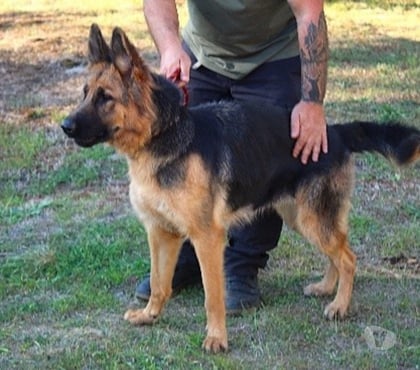 Don animaux Caubeyres Lot-et-Garonne - Photos Vivastreet Chien ANOUKA à l adoption