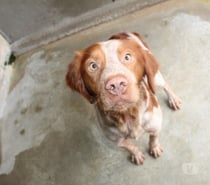 Chien AXIS à l adoption