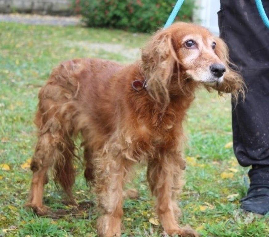Don animaux Lot-et-Garonne Caubeyres - 47160 - Photos Vivastreet Chien NIKITA à l adoption