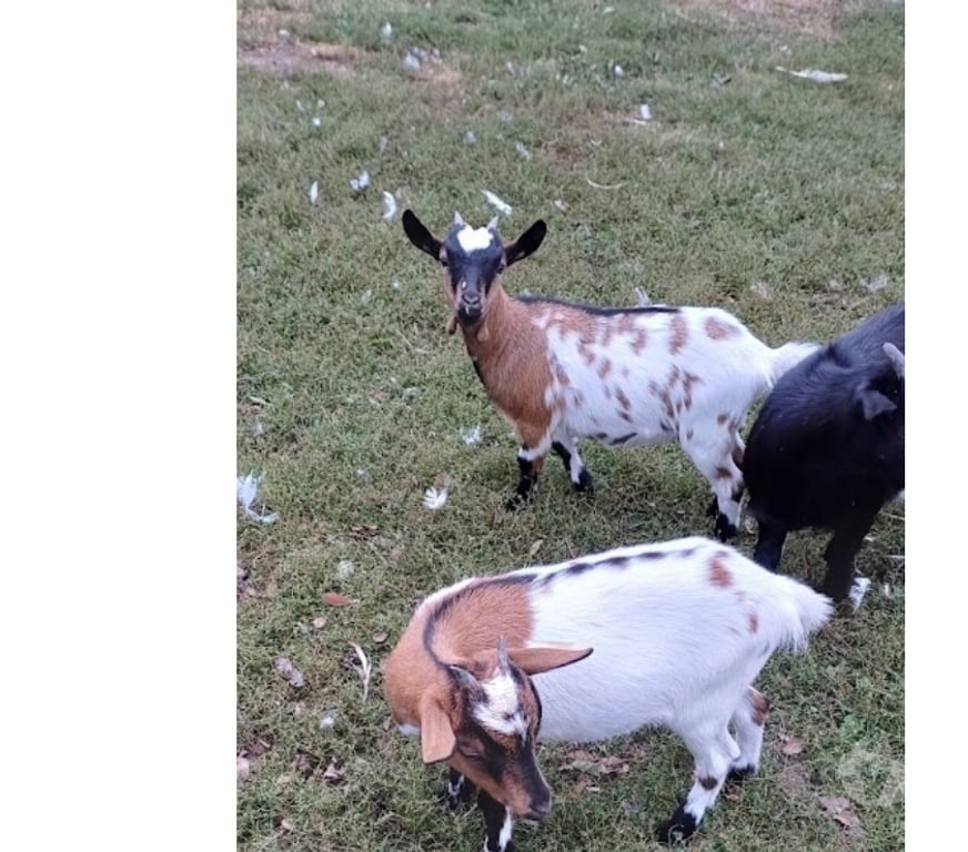 Vente Aisne St Quentin - 02100 - Photos Vivastreet Chévres naines 5 mois