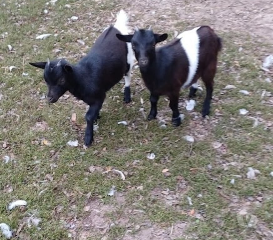 Vente Aisne St Quentin - 02100 - Photos Vivastreet Chévres naines 5 mois