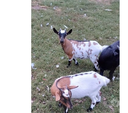 Vente St Quentin Aisne - Photos Vivastreet Chévres naines 5 mois