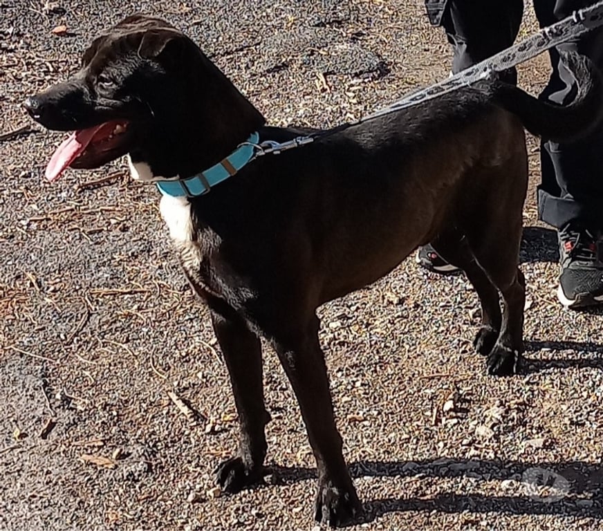 Don animaux Pyrénées-Orientales Perpignan - Photos Vivastreet BANZAI, chien type shar pei, 1 an non lof