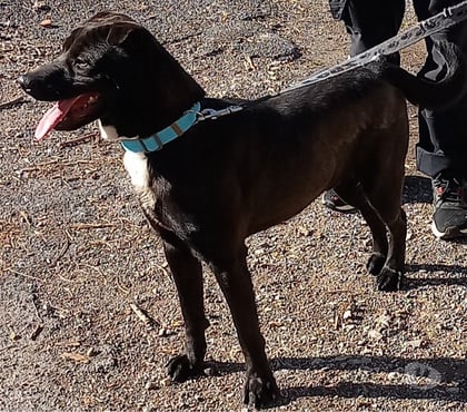 Don Perpignan Perpignan - Photos Vivastreet BANZAI, chien type shar pei, 1 an non lof