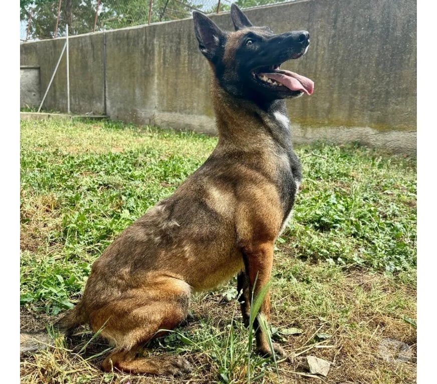 Don animaux Hérault Montpellier - Photos Vivastreet ALIZEE, chienne type malinoise, 3 ans non lof