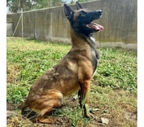 ALIZEE, chienne type malinoise, 3 ans non lof