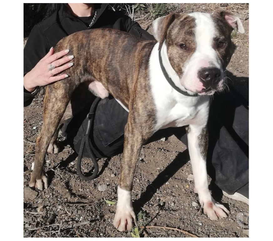 Don animaux Hérault Beziers - 34500 - Photos Vivastreet ALDO, chien type boxer 3 ans non lof