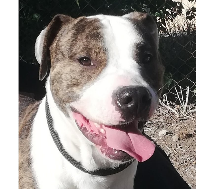 Don animaux Hérault Beziers - 34500 - Photos Vivastreet ALDO, chien type boxer 3 ans non lof