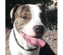 ALDO, chien type boxer 3 ans non lof