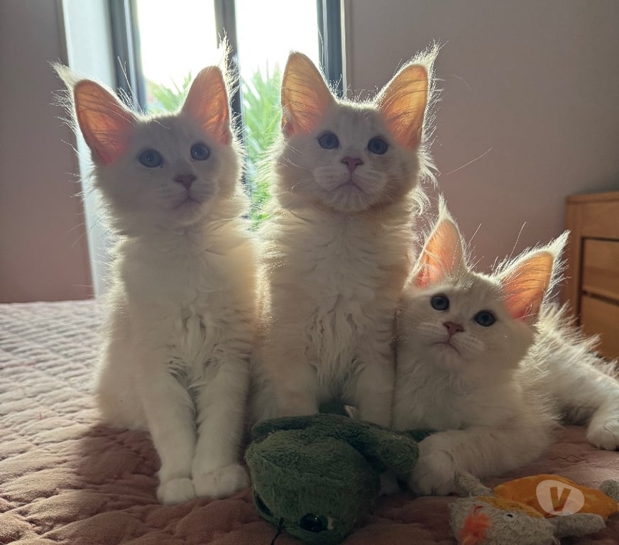 Vente Charente-Maritime Perigny - 17180 - Photos Vivastreet MAGNIFIQUE chatons MAINE COON