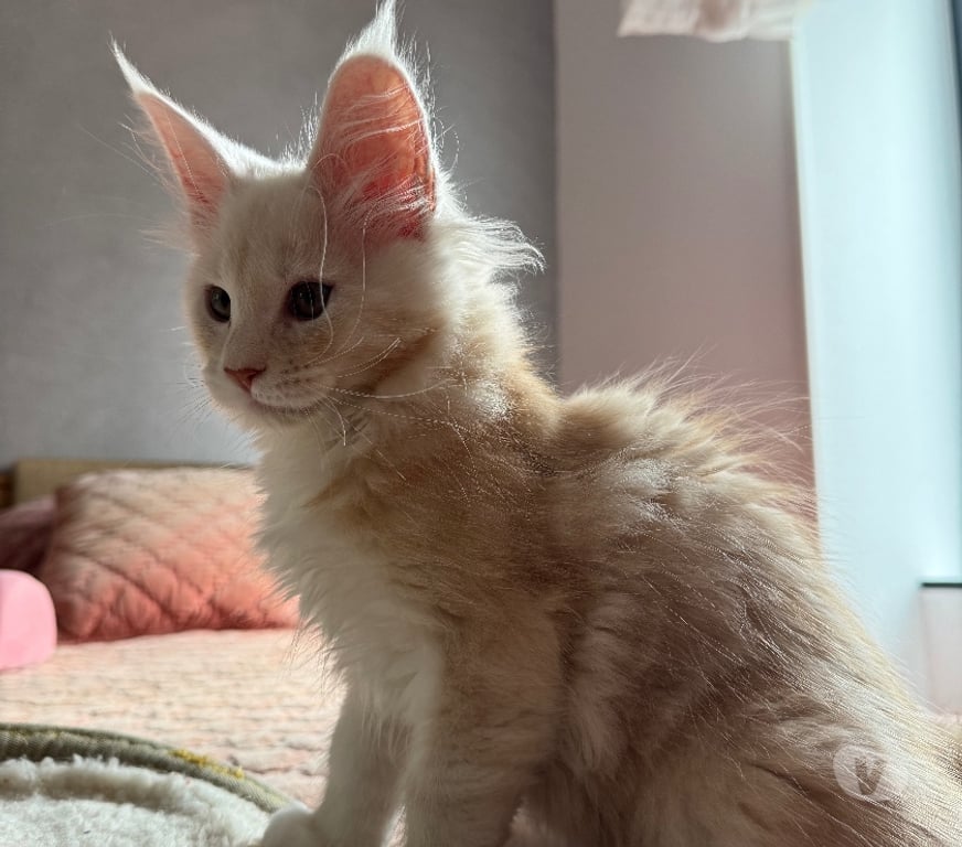 Vente Charente-Maritime Perigny - 17180 - Photos Vivastreet MAGNIFIQUE chatons MAINE COON