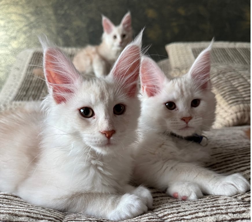 Vente Charente-Maritime Perigny - 17180 - Photos Vivastreet MAGNIFIQUE chatons MAINE COON