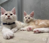 MAGNIFIQUE chatons MAINE COON